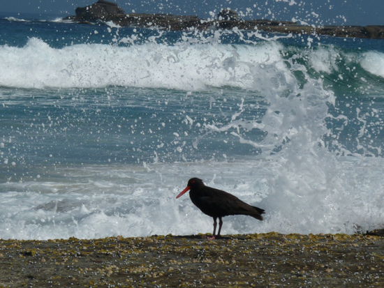 Oyster catcher in der Brandung