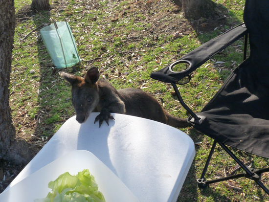 Will da einer unseren Salat klauen?