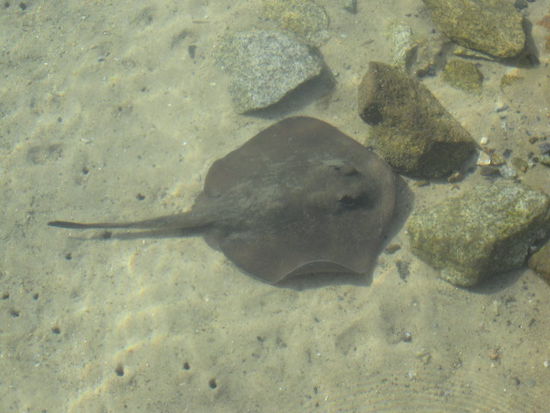 Schoener Stachelrochen
