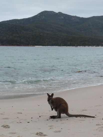 Kangaroo on Wineglass- Bay