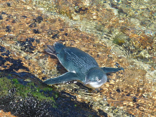 Zwergpinguin direkt vor uns im Wasser!!
