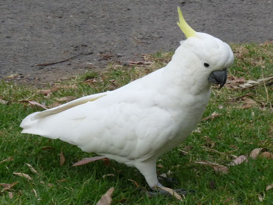 Und immer wieder Papageien...