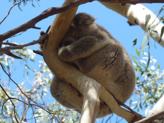 Ueberall Koalas