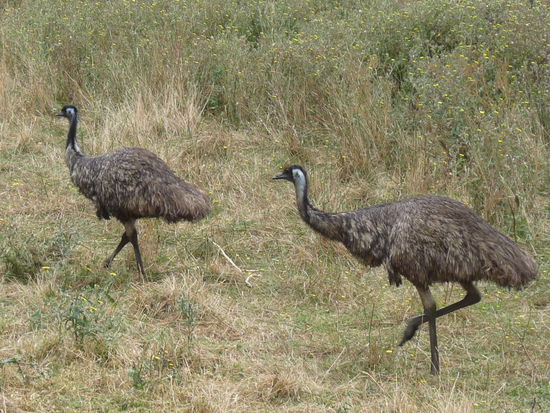 Unsere ersten Emus in freier Wildbahn