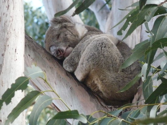 Unser Koala. Muede, muede...