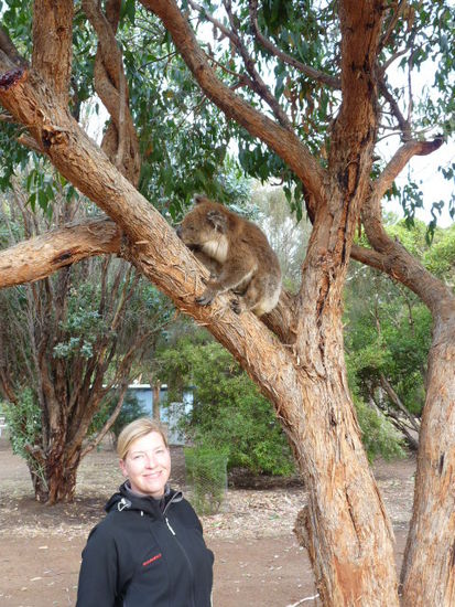 Koala auf der Suche nach nem neuen Baum