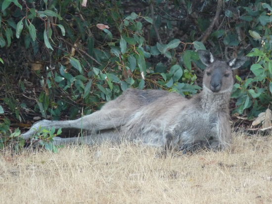 Kaenguruhs gabs hier natuerlich auch. Ziemlich grosses "Eastern Grey Kaenguruh" im Schatten