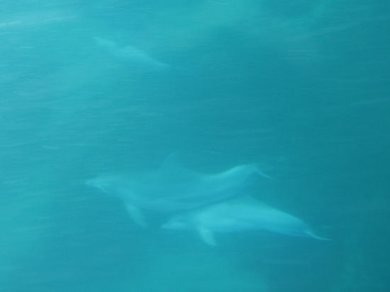 Bottlenose Dolphins direkt unter uns