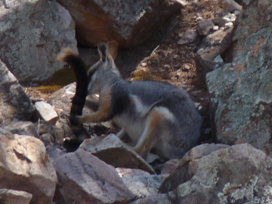 Yellow- Footed- Rockwallaby spielt sich am Schwanz rum