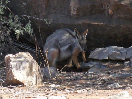 Schoen gemustertes Yellow- Footed- Rockwallaby