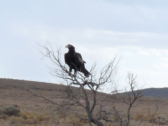 Wedge- Tailed- Eagle