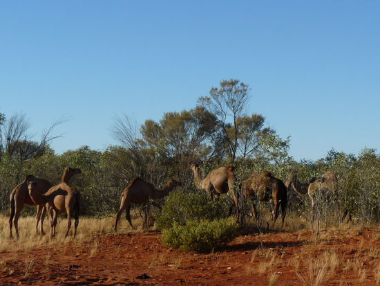 ...und dann noch ne ganze Herde