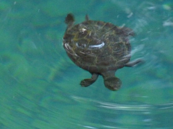 Kleine Schildkroete im Blue Hole