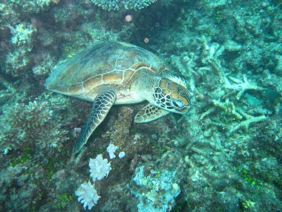 Green Turtle