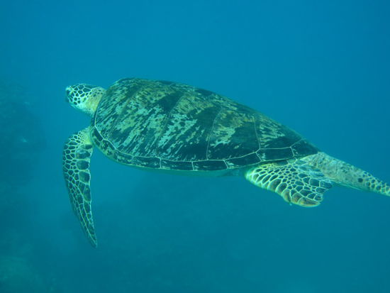 Brian, riesige Green Turtle, ca. 1.20 m lang!!!