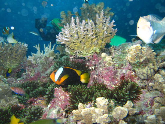 Wunderbare Korallen und Fische