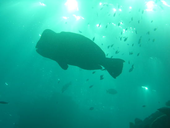 Bumphead Parrotfish (ca. 1.50m lang). Claudia hat beim Schnorcheln eine Schule von 50 Stueck gesehen. Gigantisch!!!!