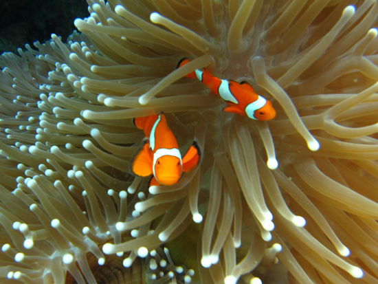 Von Claudia perfekt getroffene Nemos. Ein Profifotograf haetts nicht besser gekonnt!!!!!!!
