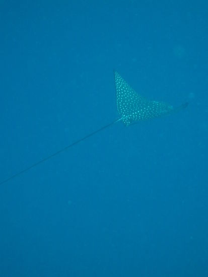Wunderbarer Adlerrochen mit 2 m Spannweite!!! Segelt wirklich wie ein Adler durchs Wasser