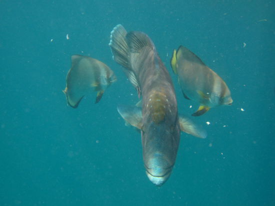 Napoleon mit zwei grossen Batfish