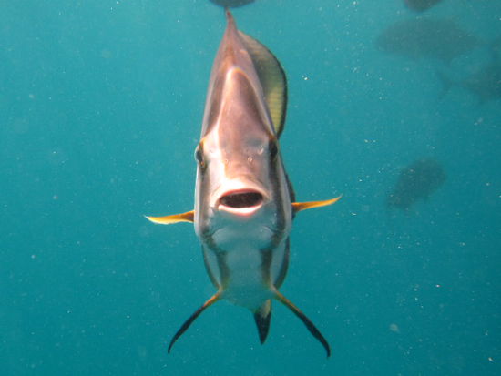 Batfish Portrait