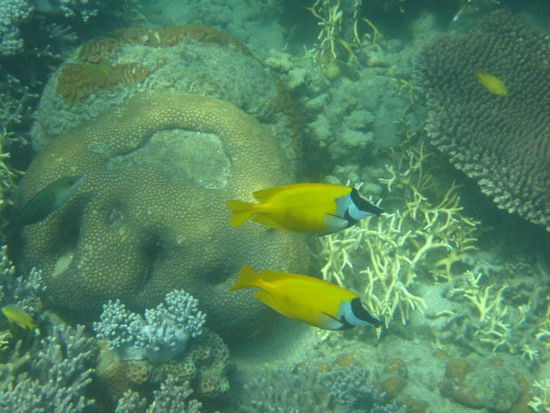 Noch zwei schoene Fischle