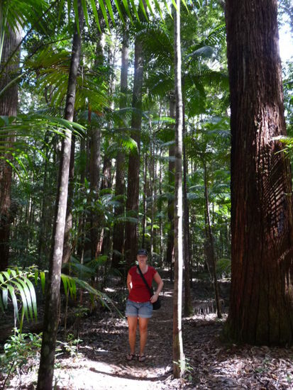 Regenwald auf Fraser Island