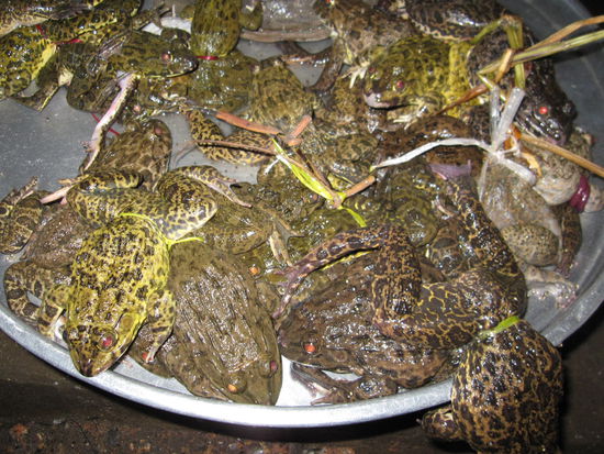 Frische Froesche, die haben noch gezappelt!! Frischer gehts nicht!!!