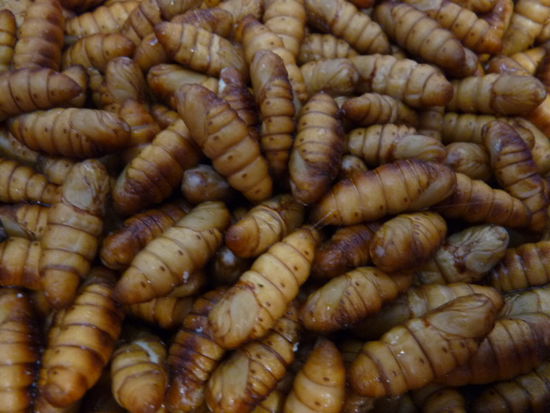 Seidenraupen Larven fuer den Markt. Anscheinend lecker gebraten oder im Reis!