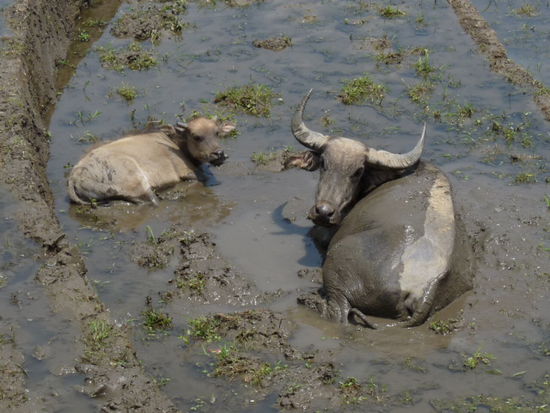 Die Wasserbueffel am Strassenrand geniessen sichtlich das Schlammbad