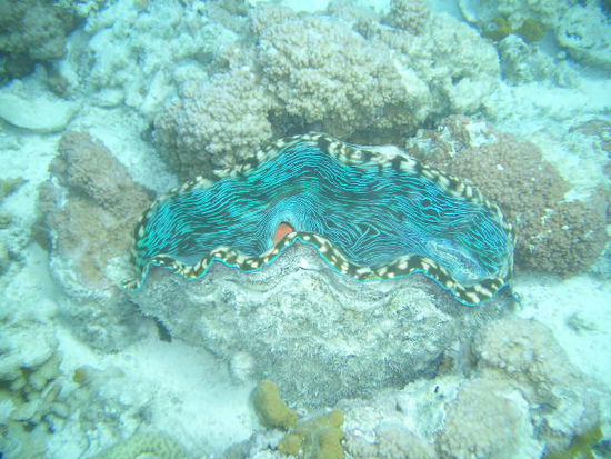 ...Riesenmuscheln und super Korallen...
