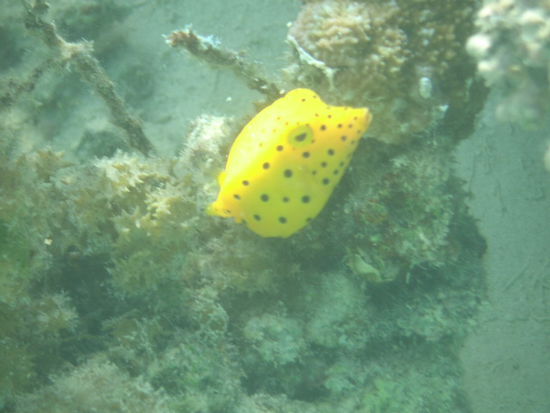 ...und viele schoene Fische (hier: Yellow- spotted box fish)