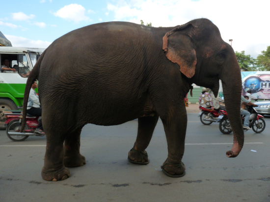 Elefant mitten in Phnom Penhs veruecktem Verkehr
