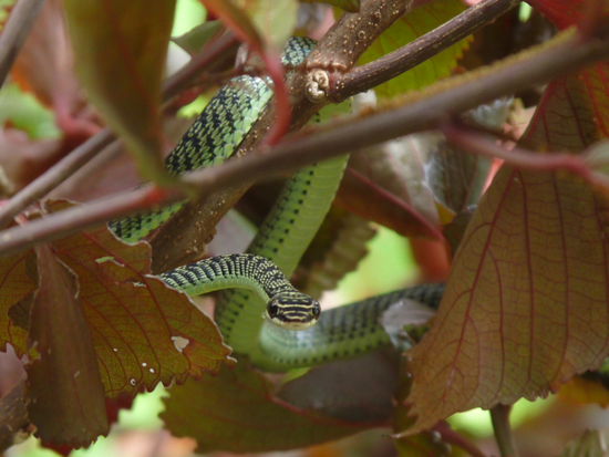 Netter Besuch beim Lesen. Green Snake, nicht giftig!