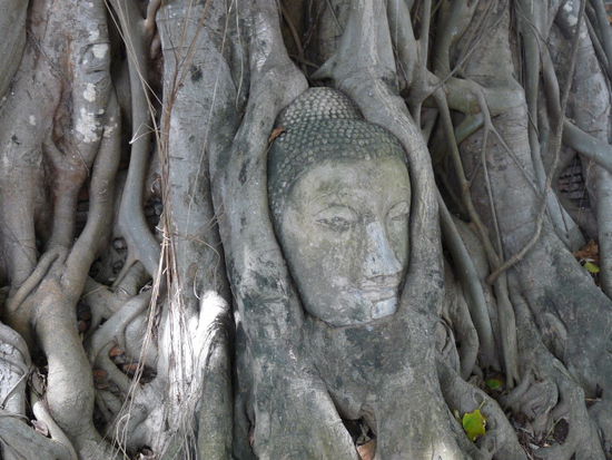 Beliebtes Fotomotiv im Wat Phra Mahathat