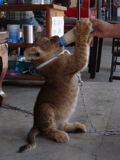 Baby Tiger