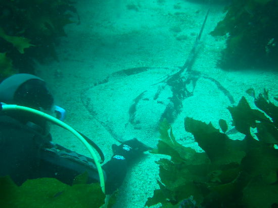 Craig, unser Tauchguide, beim Rochen kitzeln