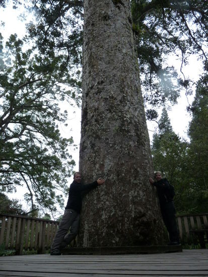 Nicht der groesste Kauri, aber auch schoen.