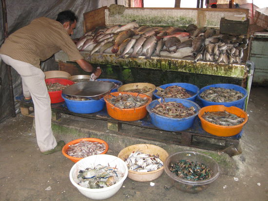 In Cochin gab es frischen Fisch ohne Ende ... hier der Fang vom Morgen.