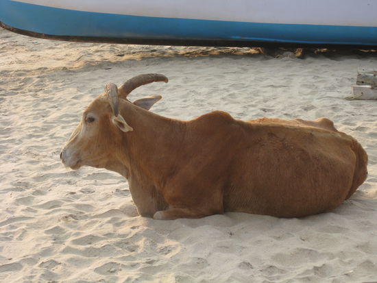 Auch Kuehe relaxen am Strand ...