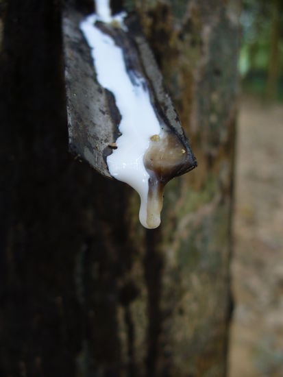 den Saft laufen lassen.