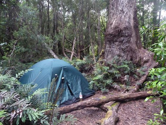 ..und danach Camp aufschlagen im Regenwald. In den Camps trifft mal immer wieder auch andere Bushwalker.