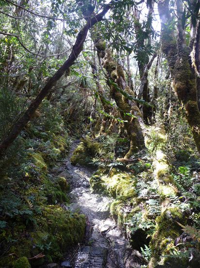 Auf der anderen Seite geht es durch Regenwald wieder runter (Auf Sealevel). Wer denkt, von 0 auf 900 ist das schwerste, der wird hier/da "the next level" erleben. Von 900 auf 0 ist heftiger, da Mud, Wurzeln (rutschtig ohne Ende), extem steile Abschnitte, etc die Knie zu Radiergummi werden laesst.