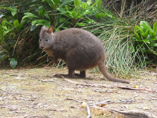 Diese Mini-Sprungfedern hopsen oefters um die Zelte... klar, da gibbs vielleicht was zu futtern...