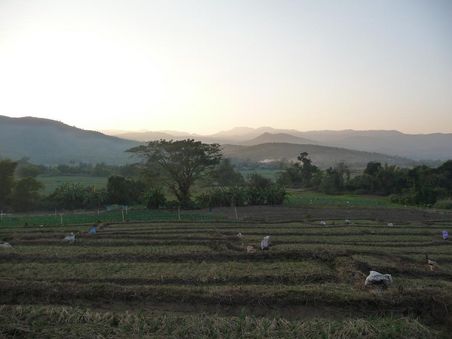 Zwischenstopp in Mae Cham. Laendliche Gegend, viel Reisanbau.