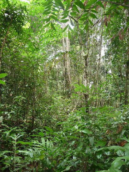 Green Eye-Overkill, mann sieht den Wald vor lauter Gruen nicht mehr