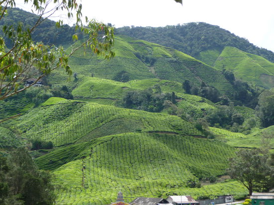 Cameron Highlands: Hier die berühmten Teeplantagen. Daneben gibt es unzählige Gemüse- und Erdbeerplantagen. Leider leidet die urspüngliche Vegetation deutlich darunter. Die Teeplantagen sind sehr schön anzusehen, jedoch die perfekte Monokultur.