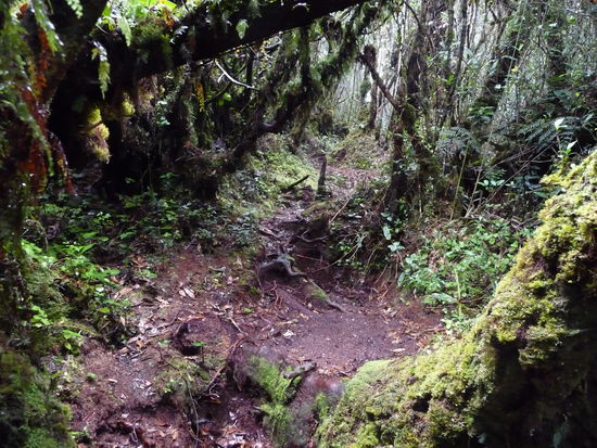 So sieht's da drinnen aus... Auch nur Grün - sonst nicht viel zu sehen...