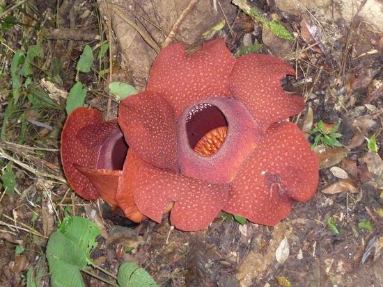 Goldgrube- wegen dem Teil rennen jedes Jahr Touris durch den Regenwald. Sehenswwert aber nicht umwerfend