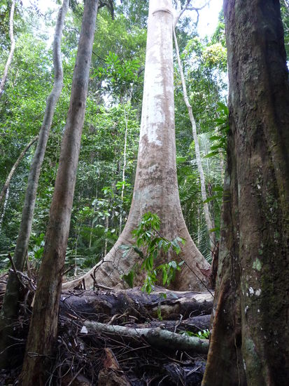 Solche Holzmonumente treten hier vermehrt auf
